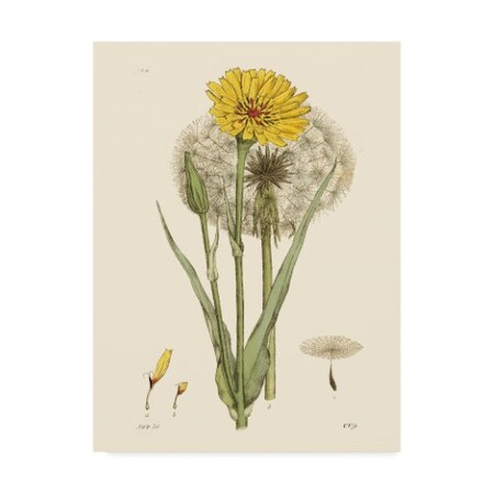 Trademark Fine Art Vision Studio 'Antique Floral Plate Vi' Canvas Art, 24x32 WAG01608-C2432GG